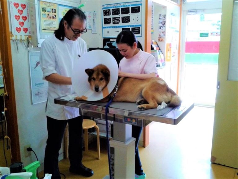 9 Veterinarian Clinics & Animal Hospitals In Saigon For Your Furkids