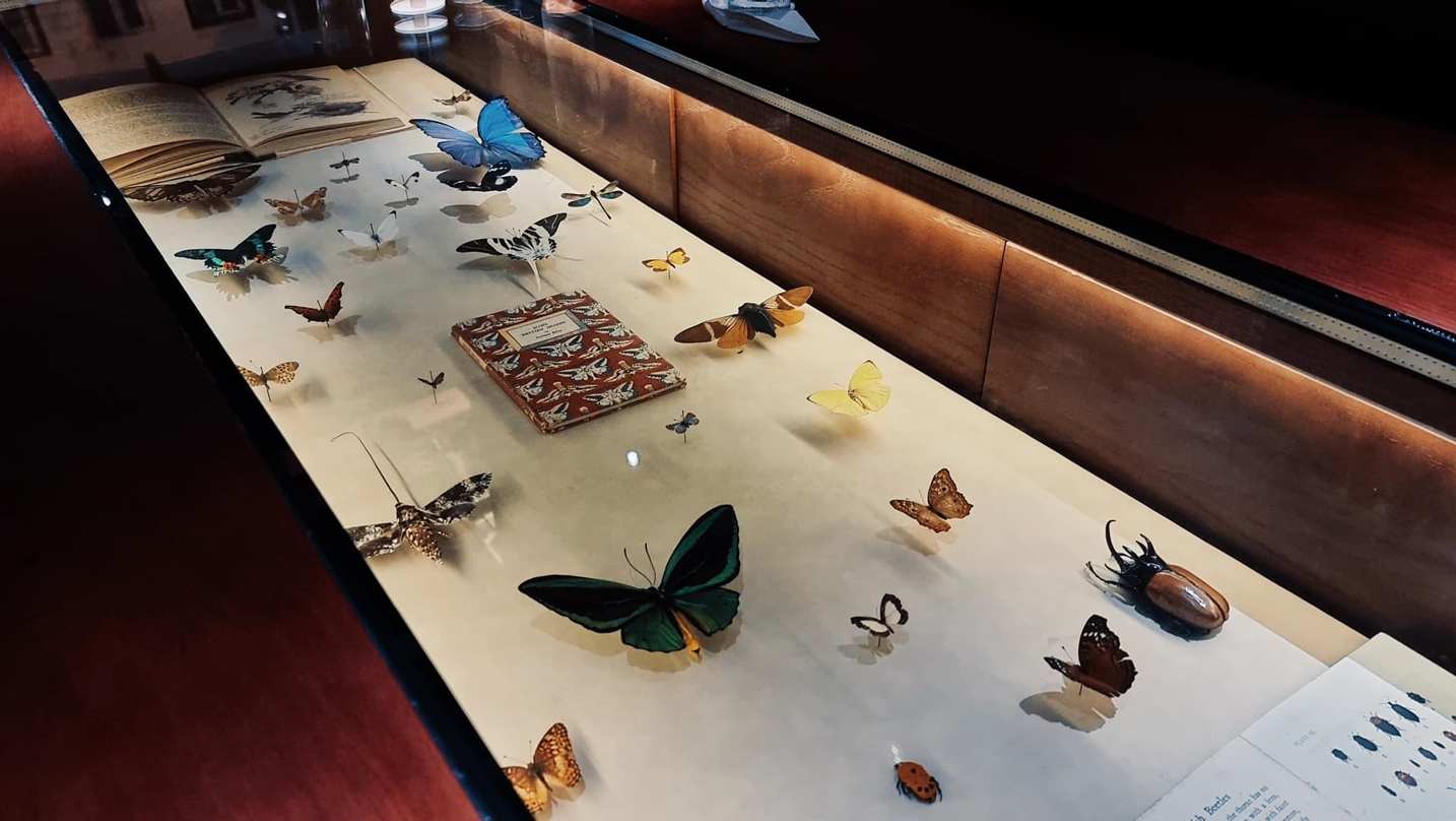 bo/en butterfly collection