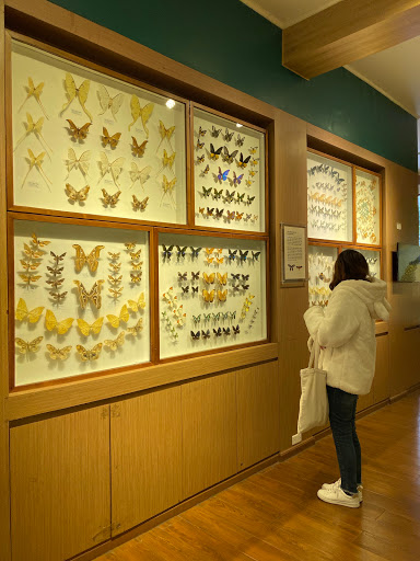 nature museum bug collections