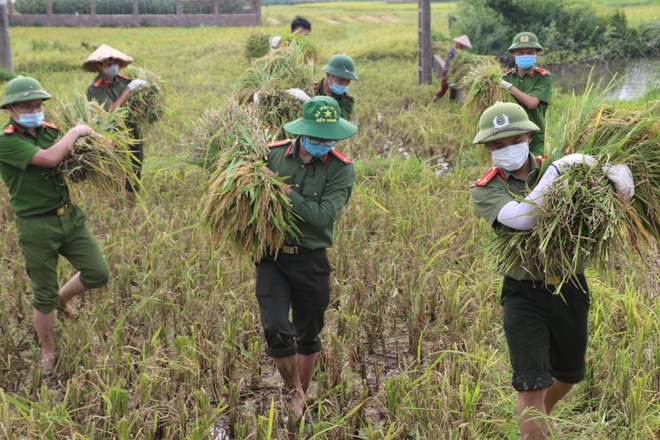 police harvest rice 1