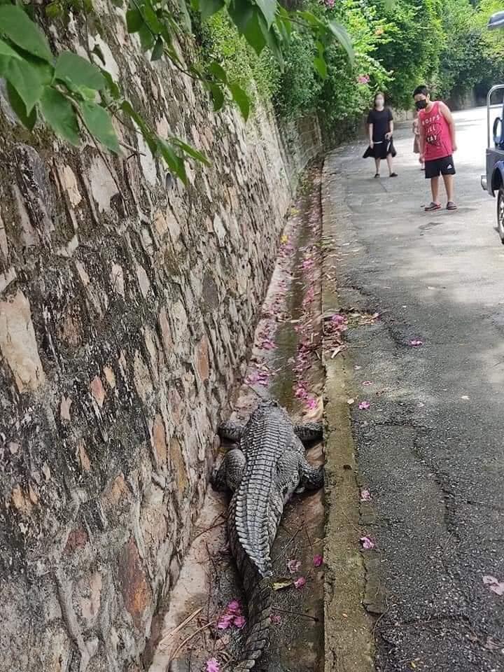crocodile escapes 1