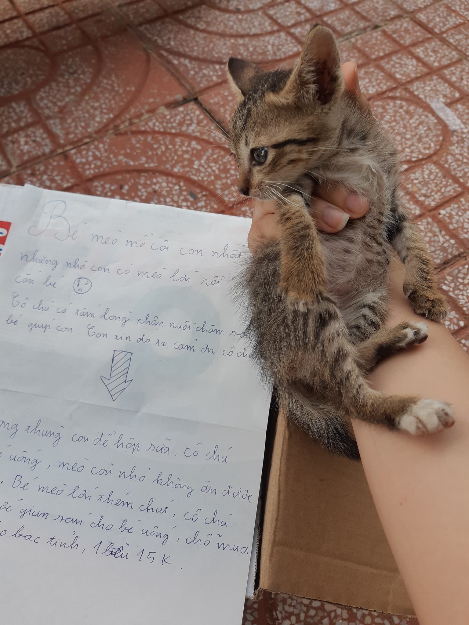 kitten note 1