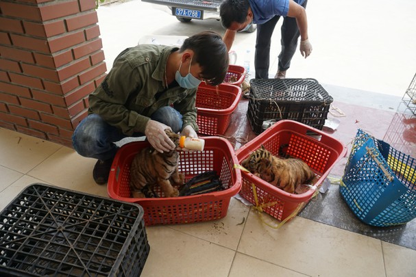 tigers-rescued 3