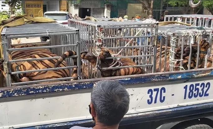 tigers-rescued