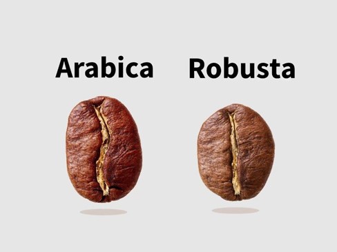 Arabica vs. Robusta