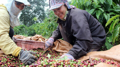 Vietnamese Coffee Culture: Interesting Facts Beyond Cà Phê Sữa Đá