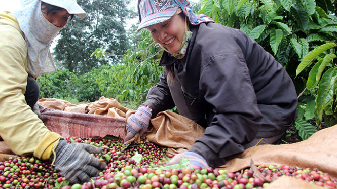 Farmers harvesting coffee beans