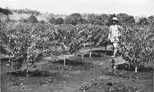 Indochinese coffee plantation in 20th century