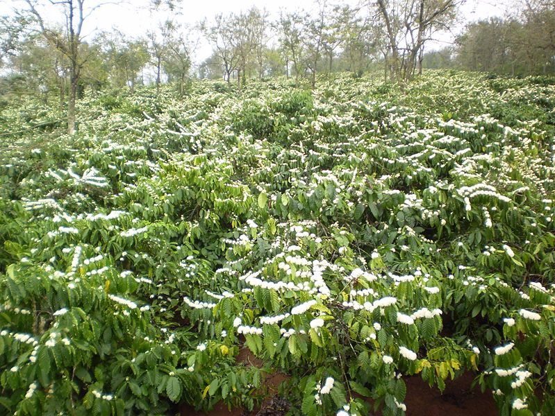 coffee plants in vietnam's central highlands