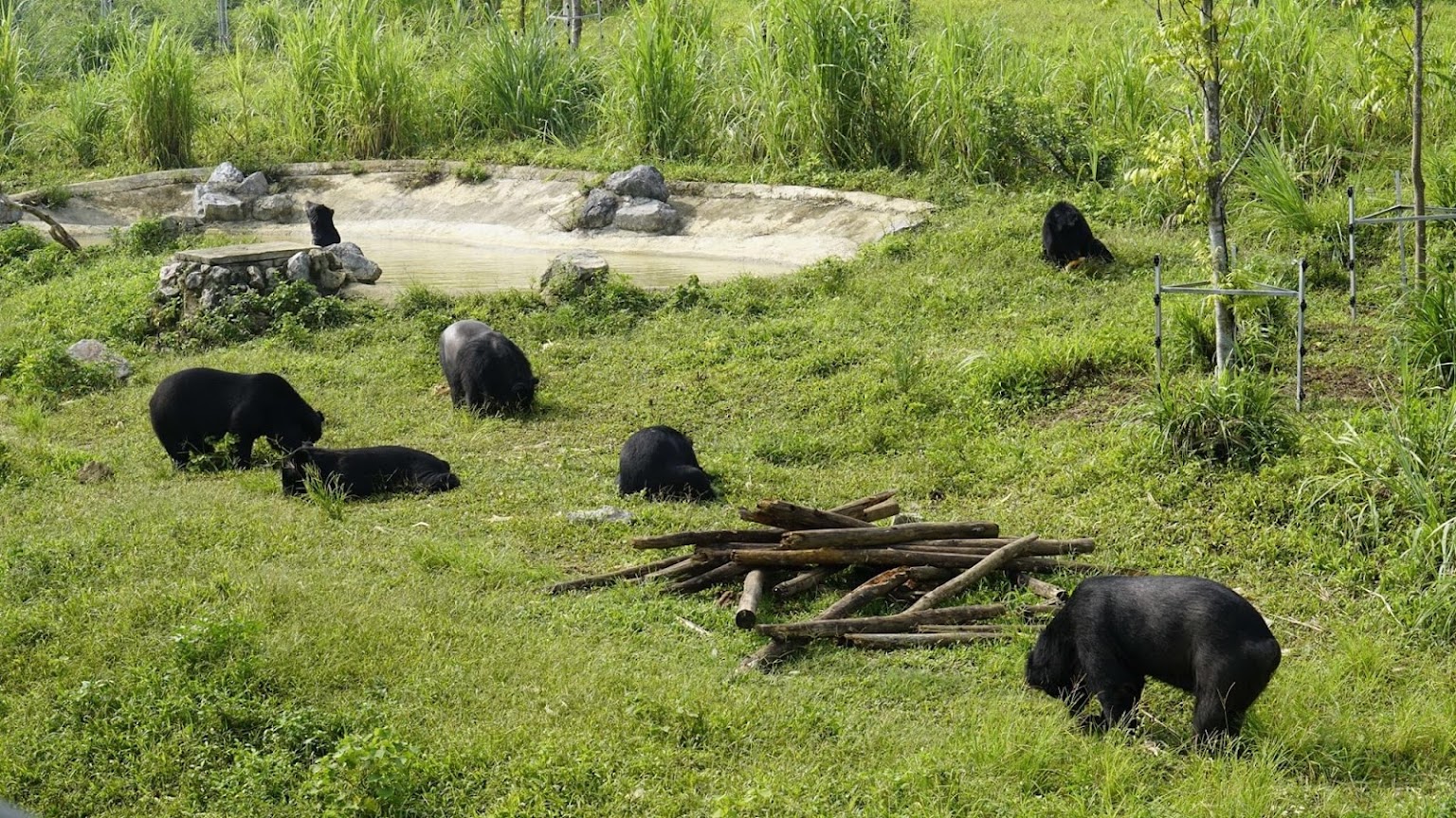 Bears playing in the enclosure
