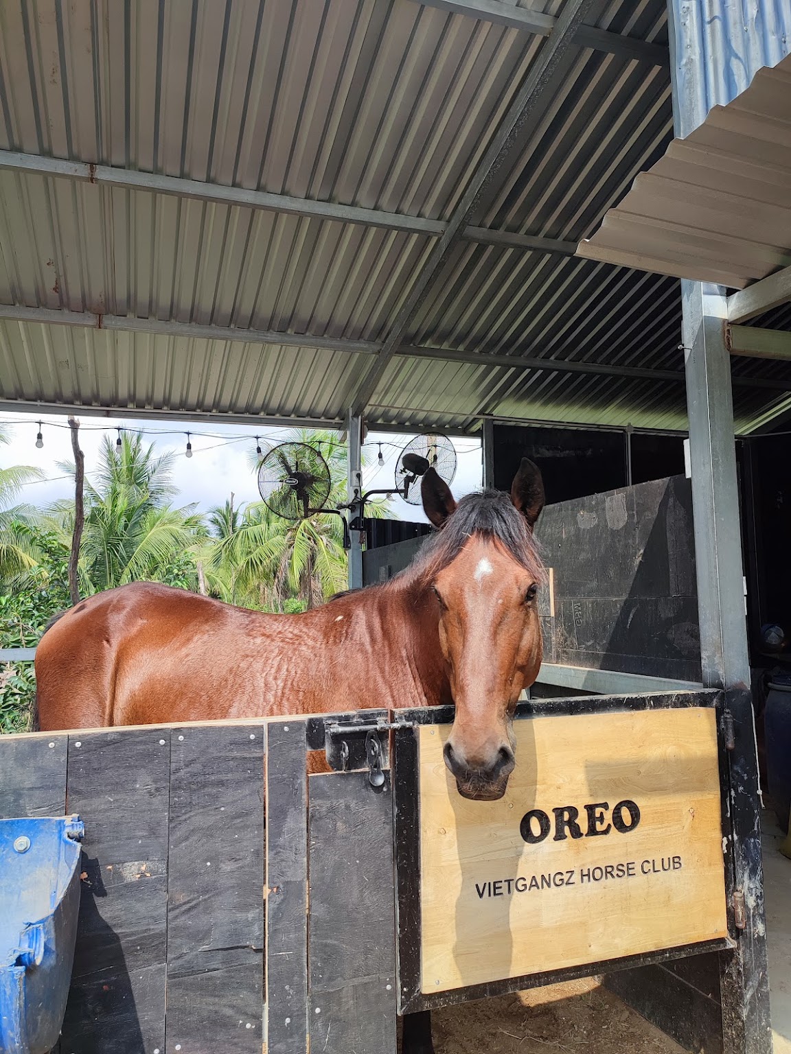 Oreo The Horse