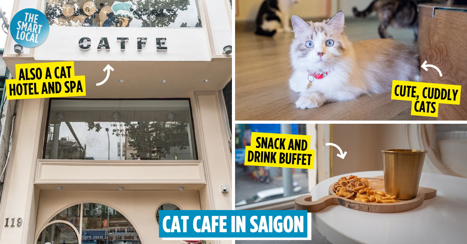 CATFE, Saigon: Cat Cafe With A Snack Buffet And Unlimited Drinks