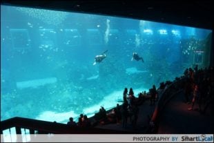 S.E.A Aquarium Singapore Review