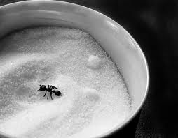 b2ap3_thumbnail_ant-sugar-bowl.jpg