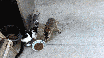Raccoon-Steals-Cat-Food.gif