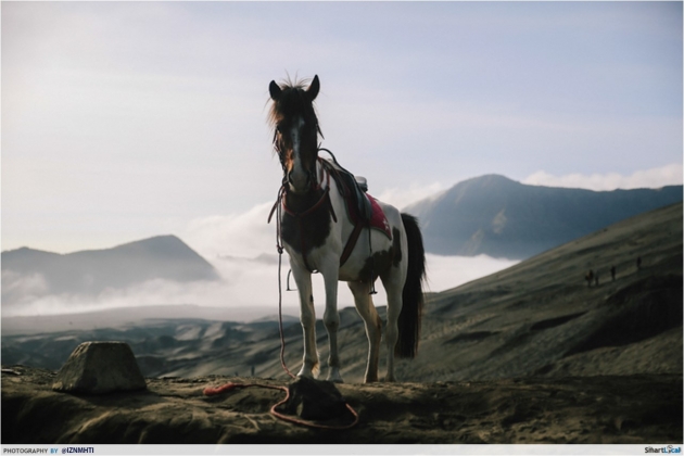 Gunung Bromo Horse