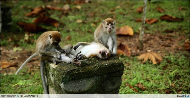 Monkeys Bukit Lawang