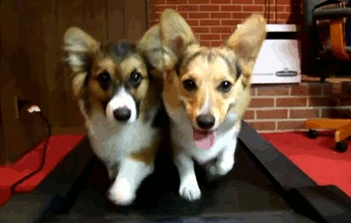 dogs2.gif