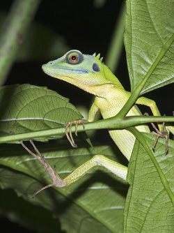 25 Rare Animals You Can Find In The Singapore Wild