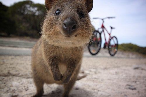 Imponerende fjerne Krydderi 20 Australian Animals So Fascinating The Rest Of The World Can't Have Them