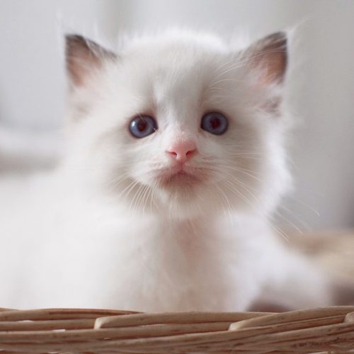 Meet Pika, Our Office Cat From Playground Ragdolls