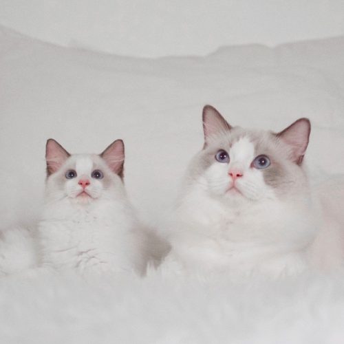 Meet Pika, Our Office Cat From Playground Ragdolls