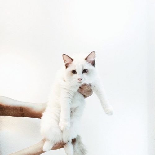 Meet Pika, Our Office Cat From Playground Ragdolls