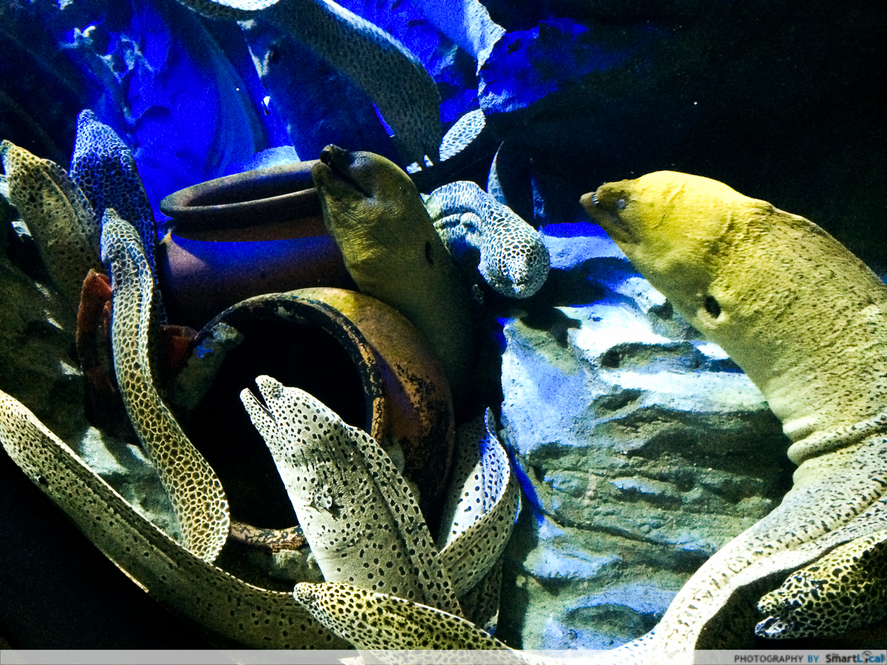SEA-aquarium-RWS-1.jpg