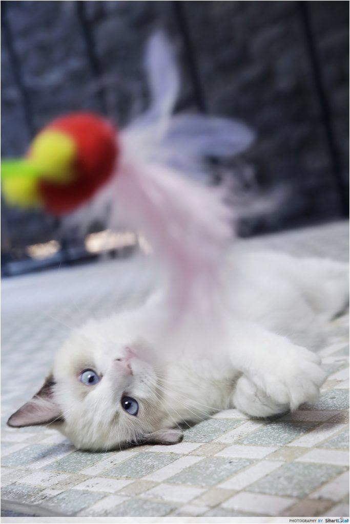 Meet Pika, Our Office Cat From Playground Ragdolls