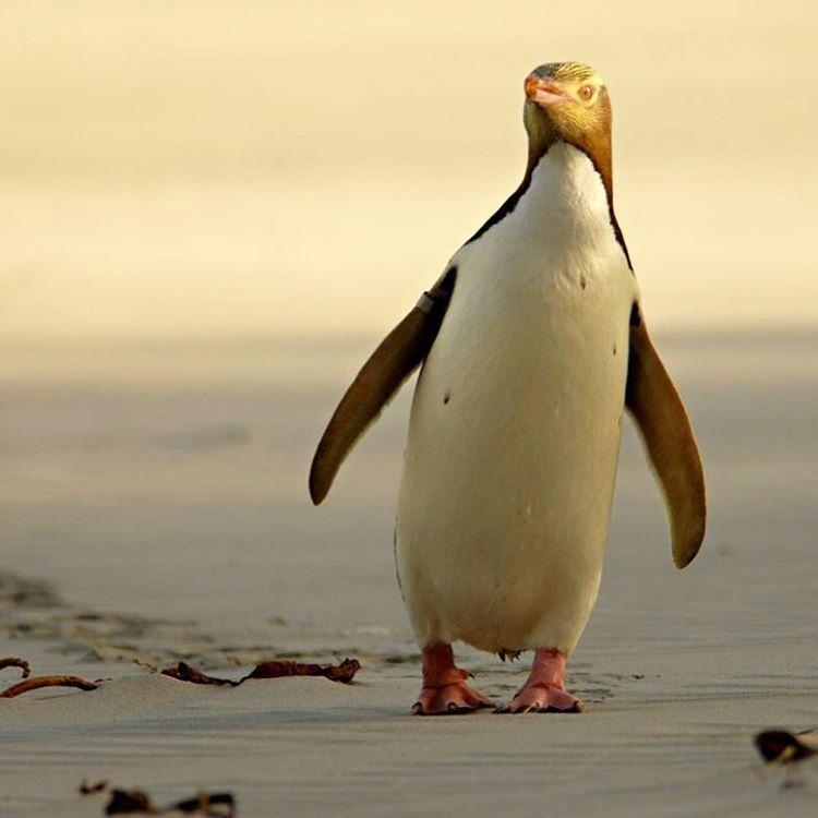 yellow-eyed penguin reserve