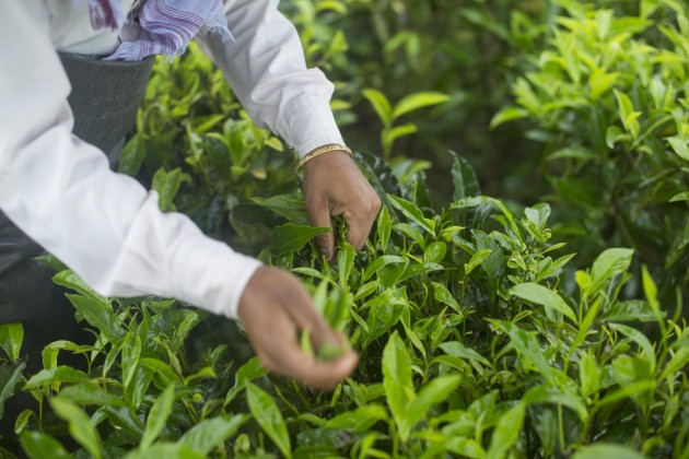 honest tea tea plantation