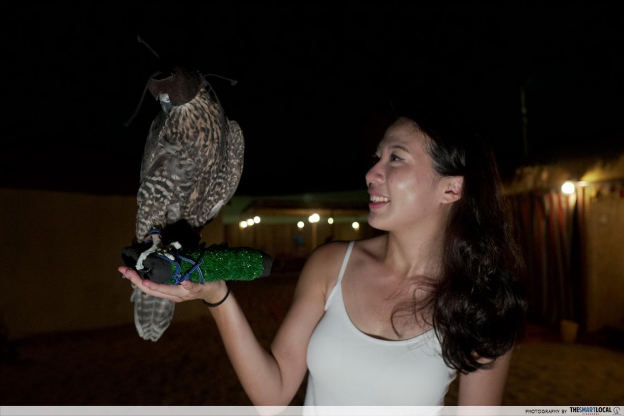 Things to do in Dubai - falcon