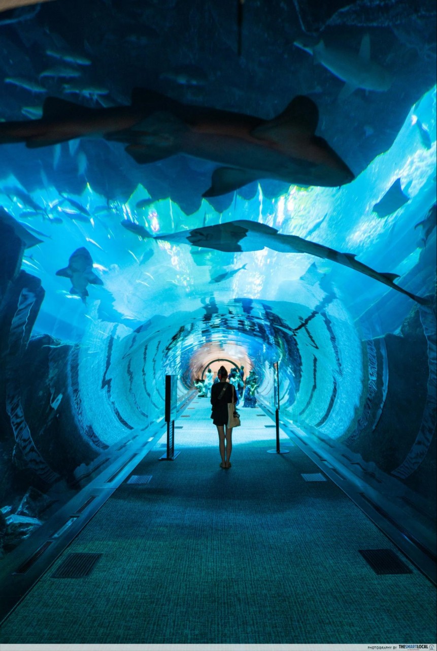 Things to do in Dubai - Dubai Aquarium