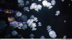Tohoku Japan - jellyfish kamo aquarium