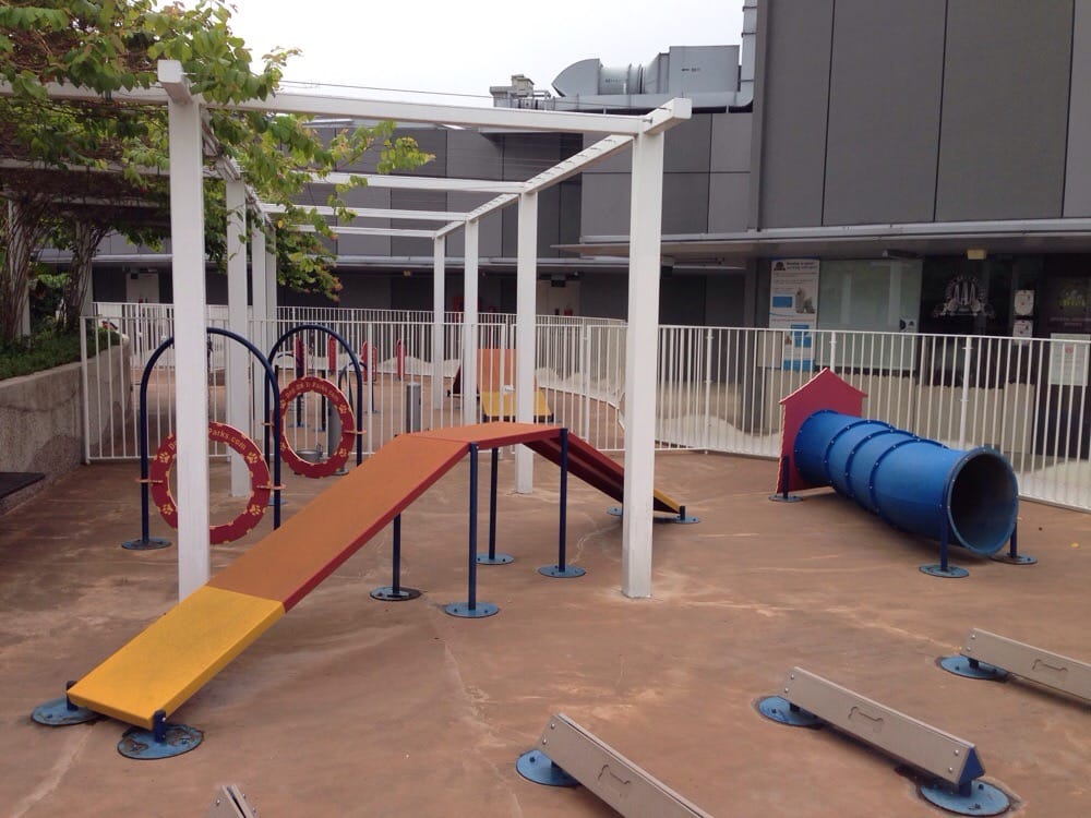 train puppy to use litter box