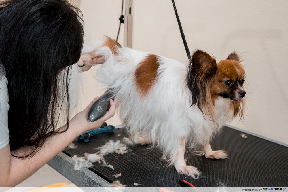 Pawtraits - pet grooming in Singapore