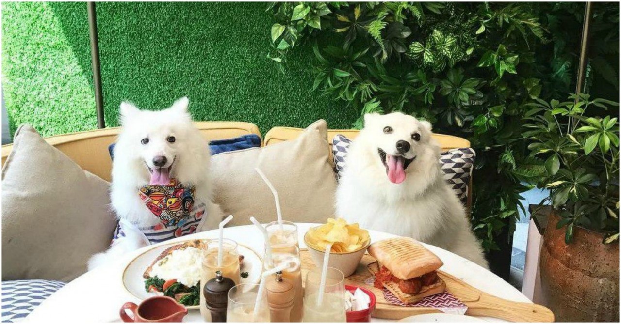 do any restaurants allow dogs