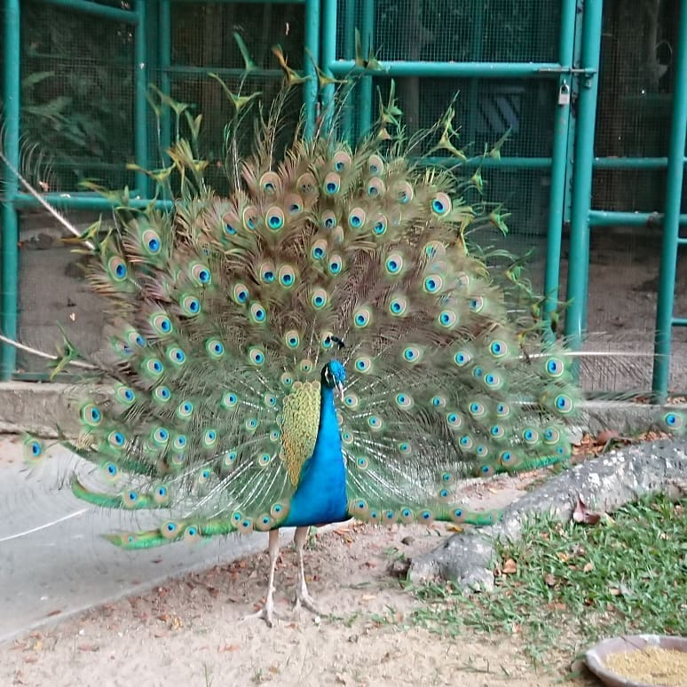 avillion port dickson pet farm peacock