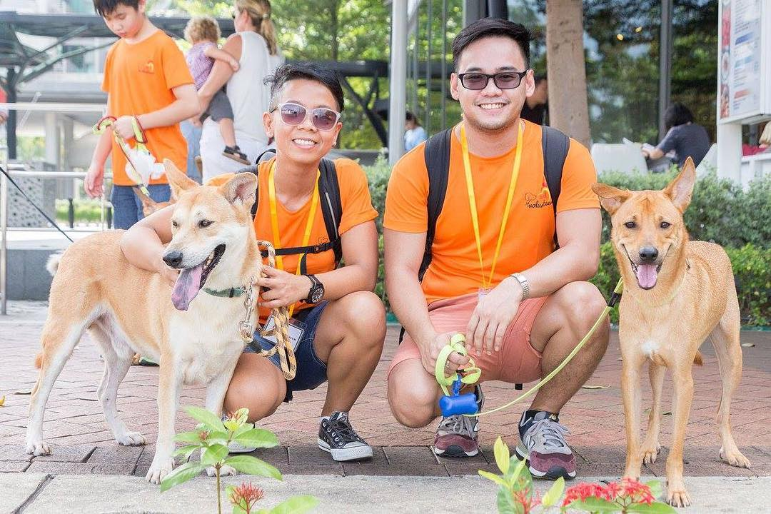 volunteering with animal shelter singapore dogs cats rabbit action for singapore dogs