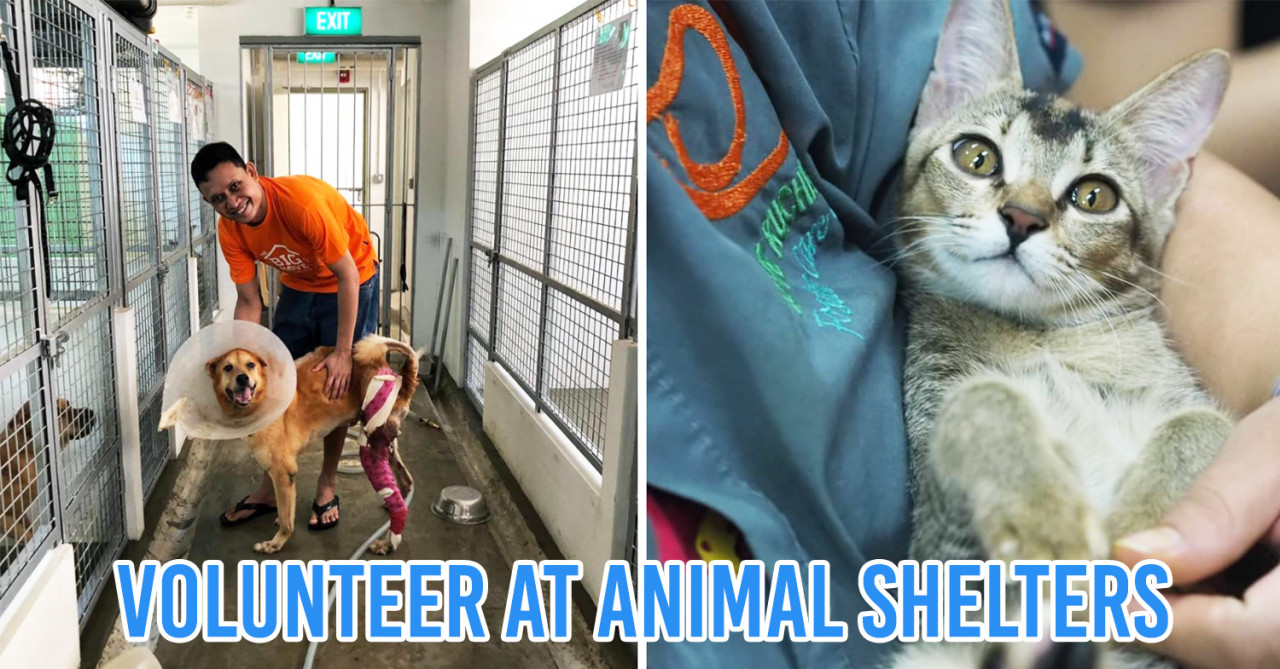 10 Places For Animal Lovers To Volunteer At In Singapore