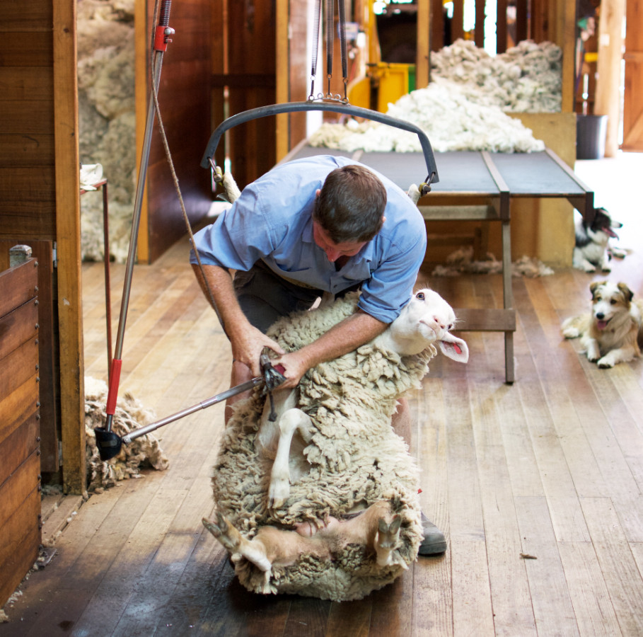 Sheep shearing at Curringa Farm Stay