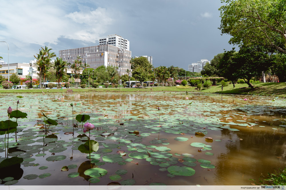 Ang Mo Kio Town Garden West lotus pond