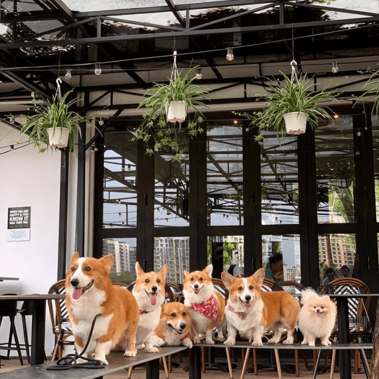 11 Dog-Friendly Cafes & Restaurants In Singapore