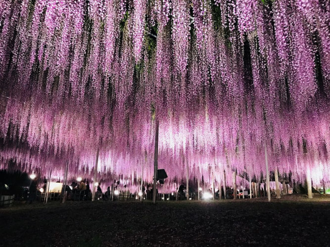 Japan Rail Cafe Has Wisteria and Alpaca Decorations For You To ...