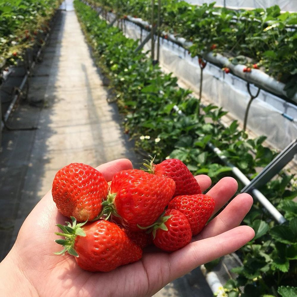 Japan Rail Cafe - Tochigi strawberries