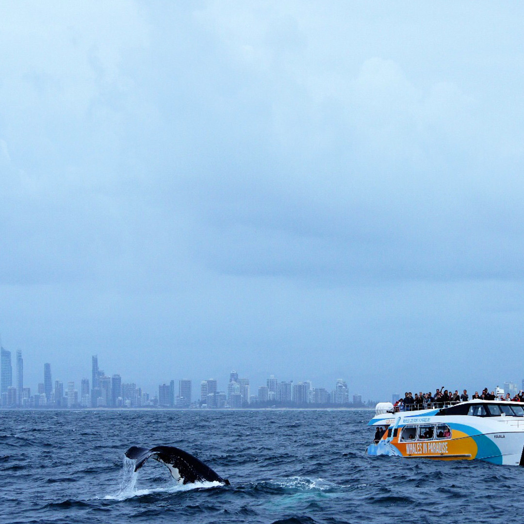 whale watching in australia