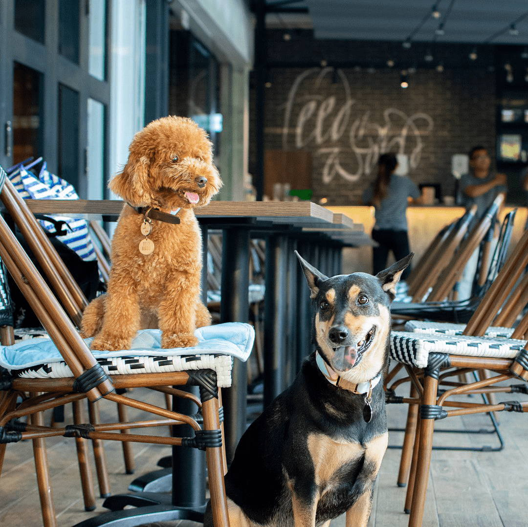 dog friendly cafes singapore
