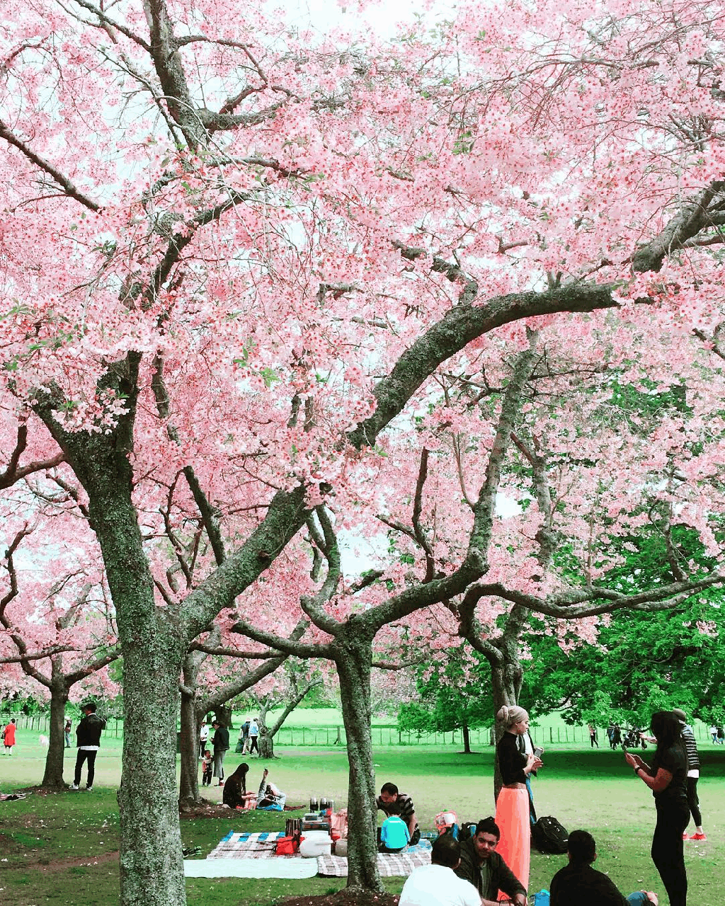 Australia and New Zealand Photogenic Nature Spots Cornwall Park Cherry Blossoms