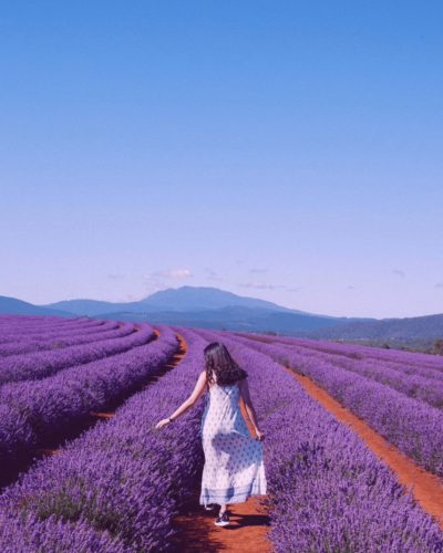 7 Epic Nature Sights In Tasmania Like Lavender Fields & Sunsets Worthy ...