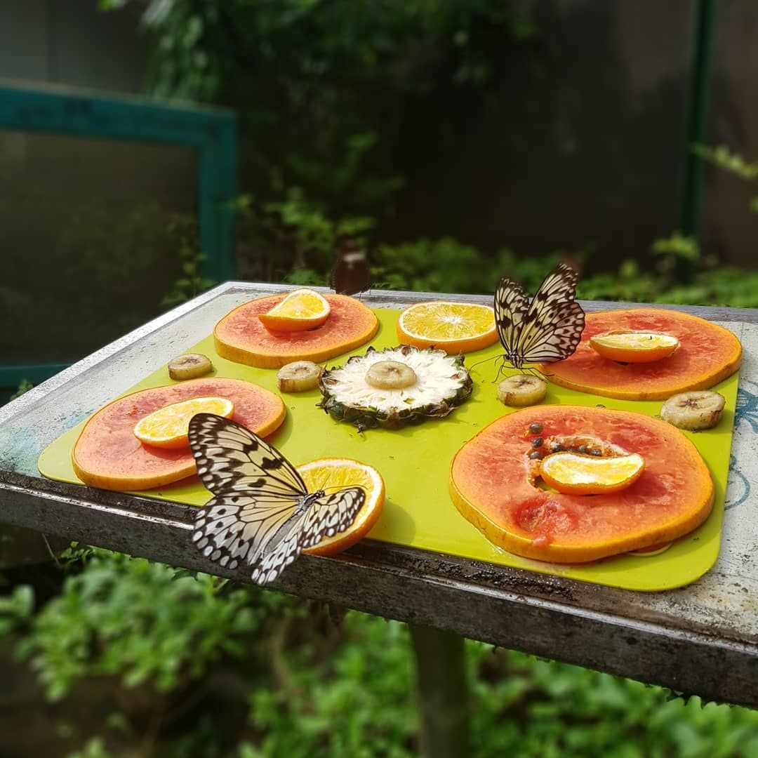 sentosa butterfly park and insect kingdom 